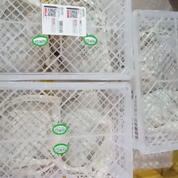有机甲鱼，中华甲鱼苗