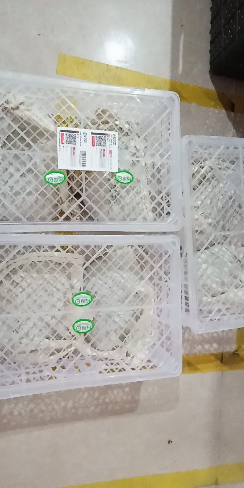 有机甲鱼，中华甲鱼苗