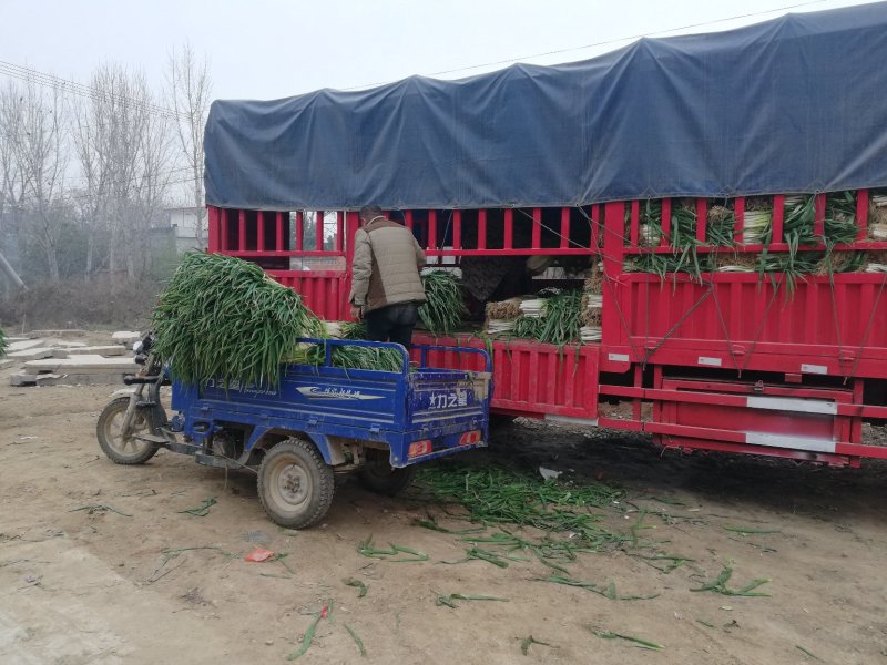 一手货源基地直发大量优质黑分葱上市了有需要的联系大量