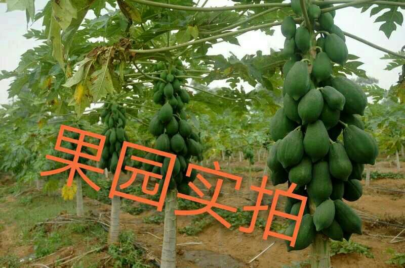 红肉木瓜苗大青木瓜苗奶木瓜苗水果番木瓜苗可当结果