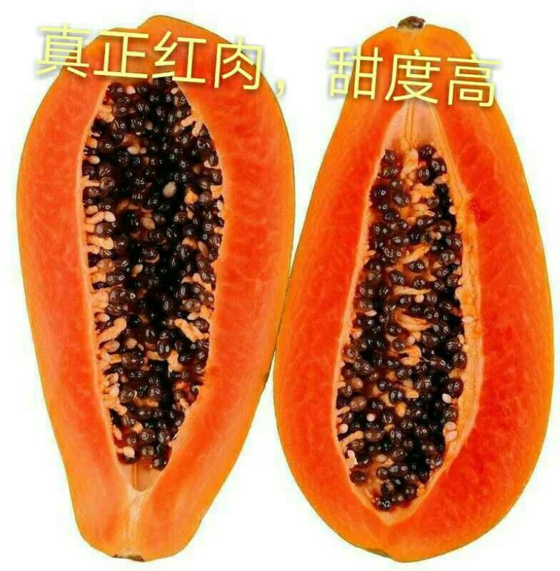 红肉木瓜苗大青木瓜苗奶木瓜苗水果番木瓜苗可当结果