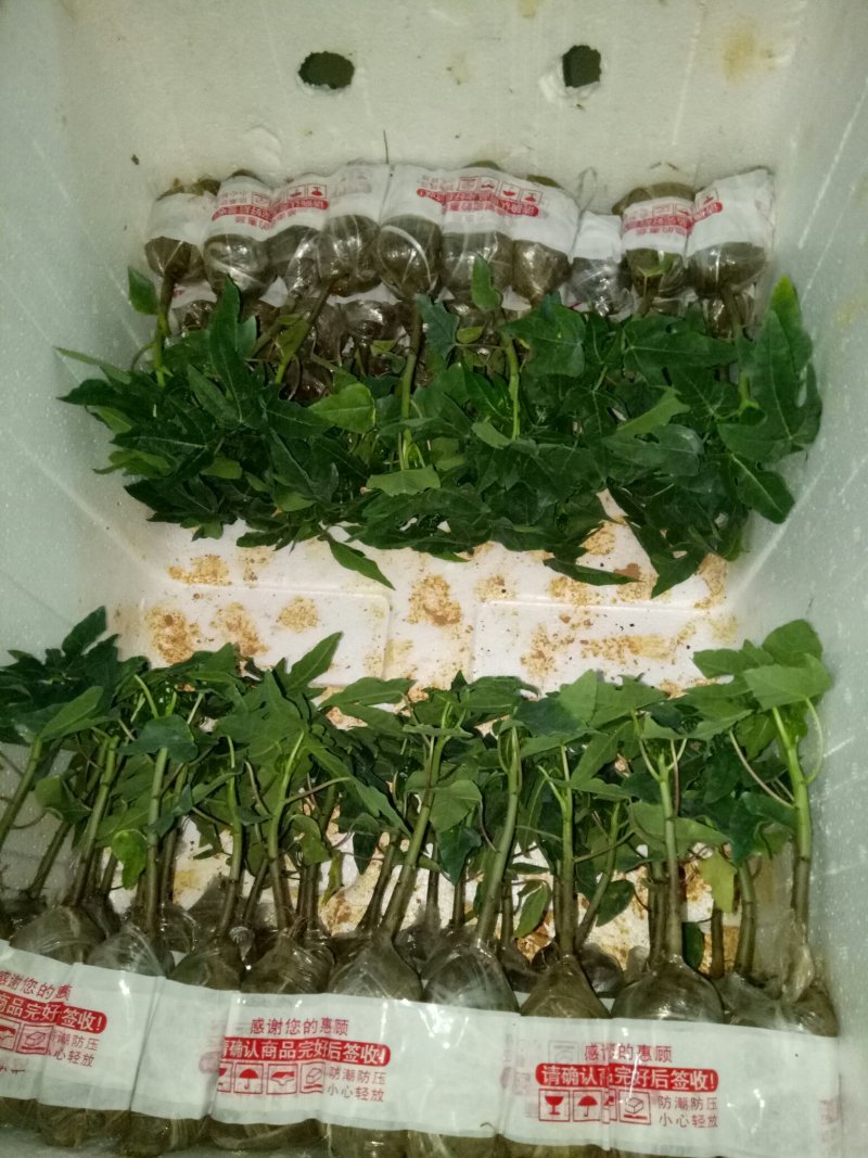 红肉木瓜苗大青木瓜苗奶木瓜苗水果番木瓜苗可当结果