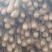 铁杆山药2-3厘米50公分～～一米