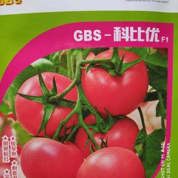 科比优西红柿种子极早熟无限生长型高圆大粉果