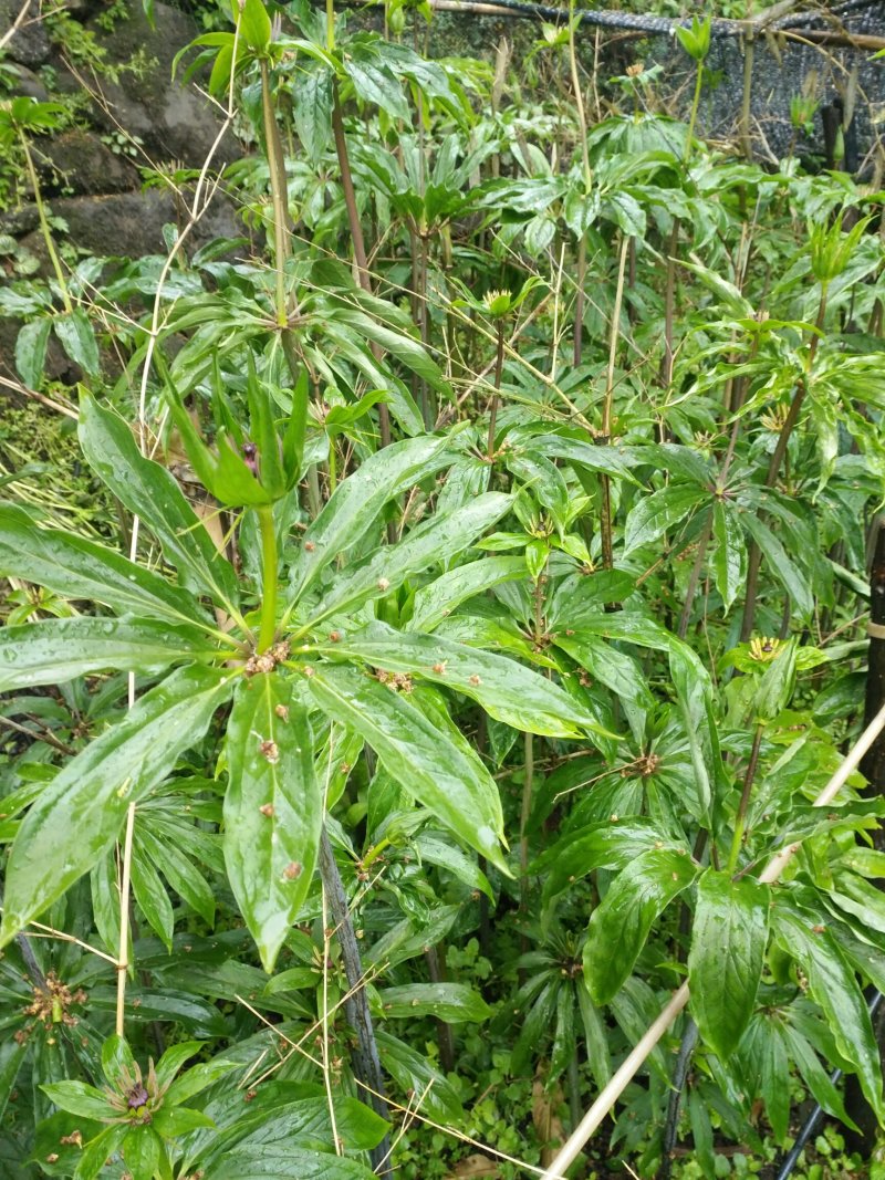 多芽华重楼