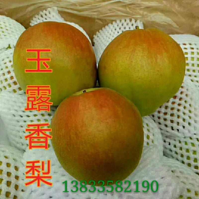 河北省秦皇岛市昌黎县小海果蔬苗木销售中心玉露香
