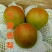 河北省秦皇岛市昌黎县小海果蔬苗木销售中心玉露香