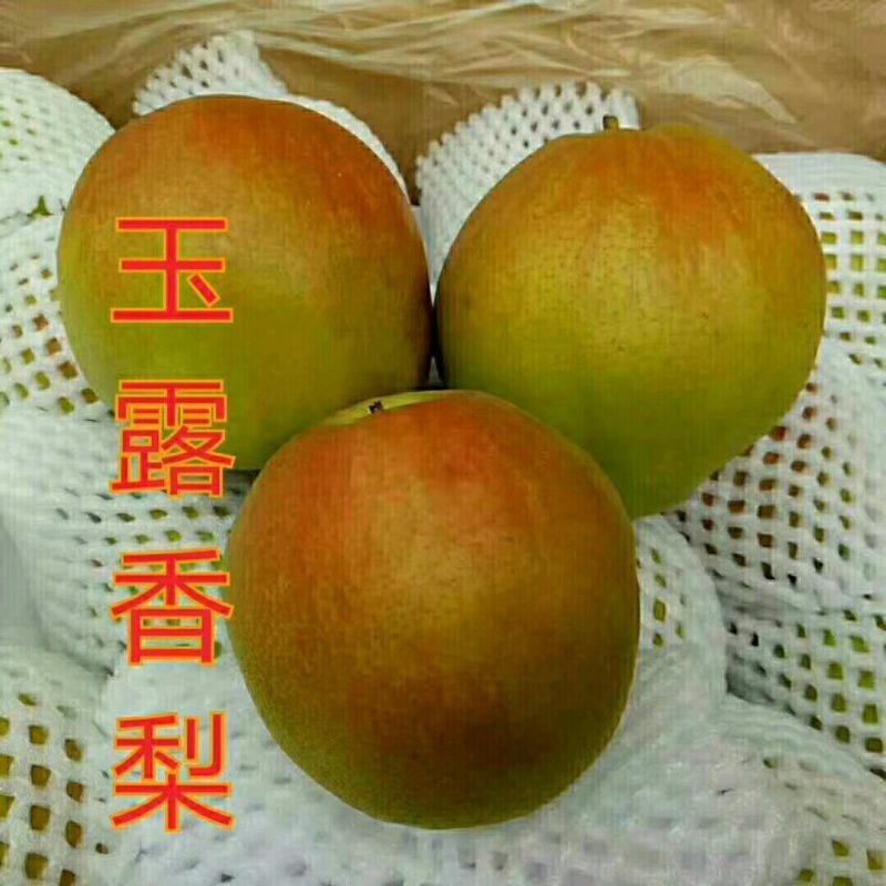 河北省秦皇岛市昌黎县小海果蔬苗木销售中心玉露香