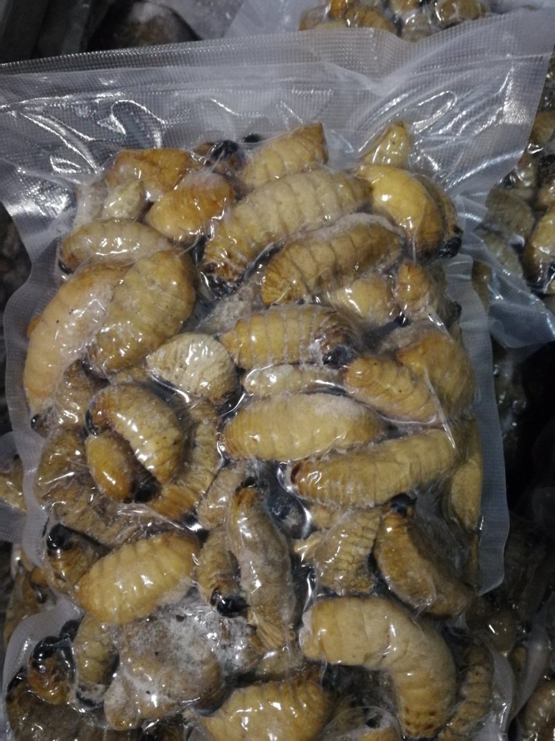 虫蛹
