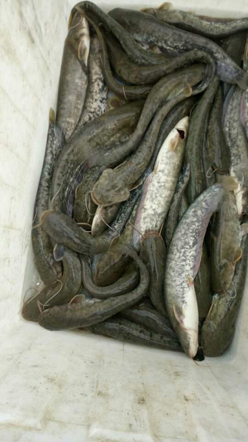 大量出售优质本地鲶鱼大黑鱼鲫鱼鲤鱼