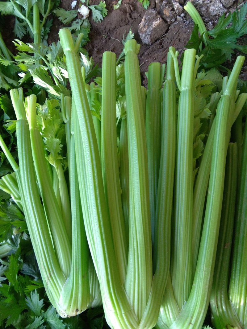 西芹大量上市