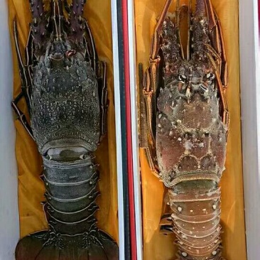 海参鲍鱼虾皮烤虾带鱼大鱿鱼