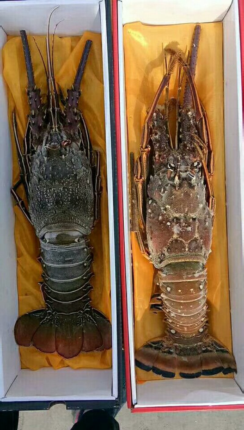 海参鲍鱼虾皮烤虾带鱼大鱿鱼