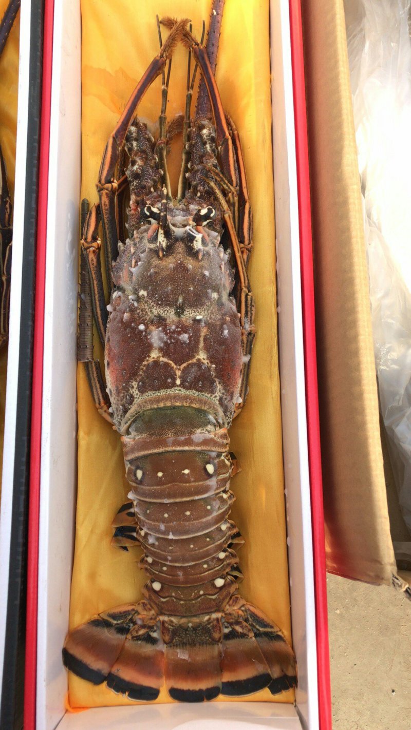 海参鲍鱼虾皮烤虾带鱼大鱿鱼
