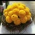 菊花苗
