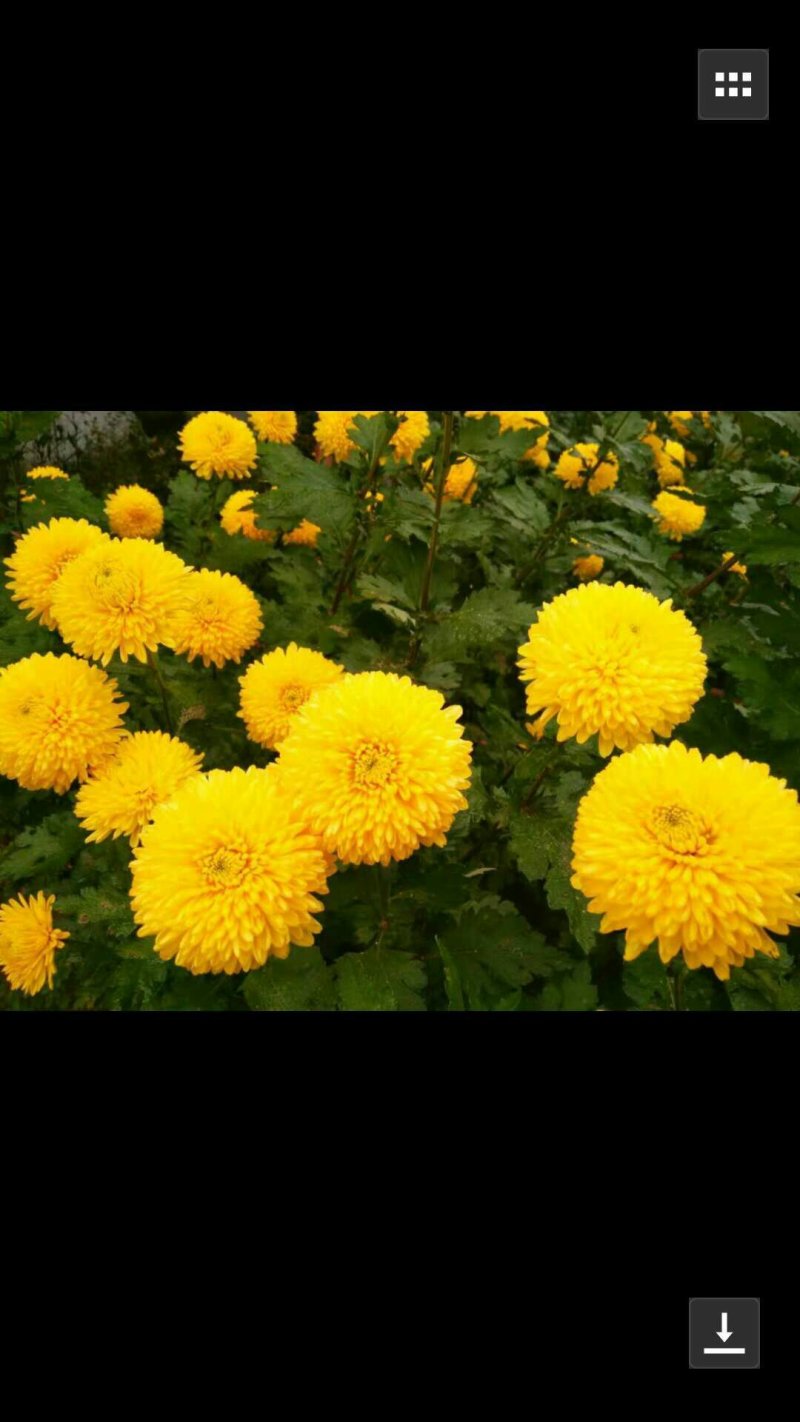 菊花苗