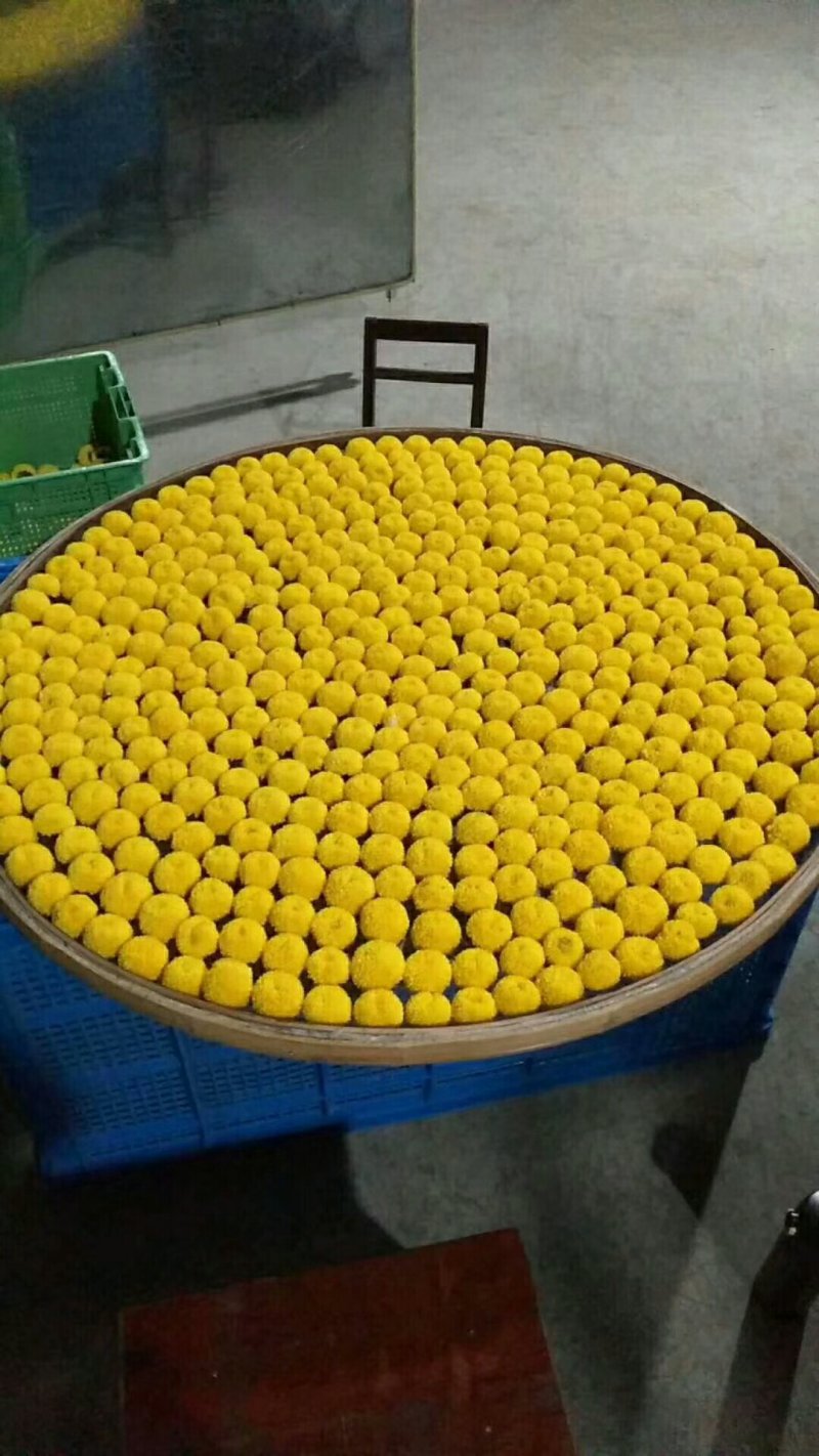菊花苗