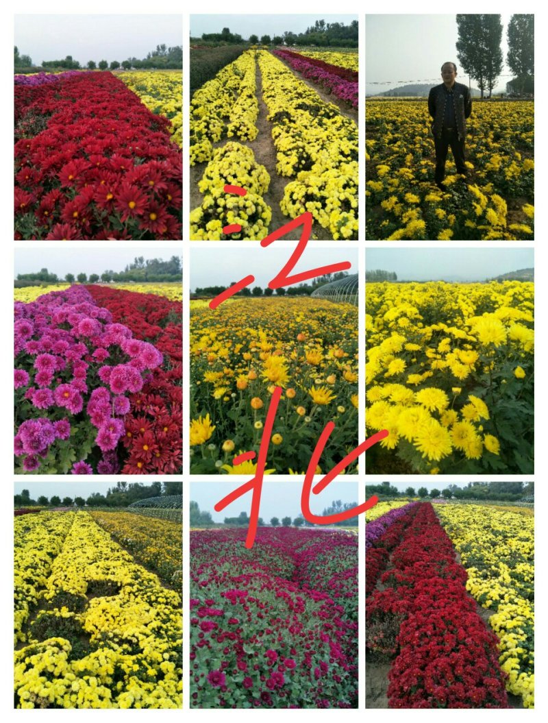 菊花苗