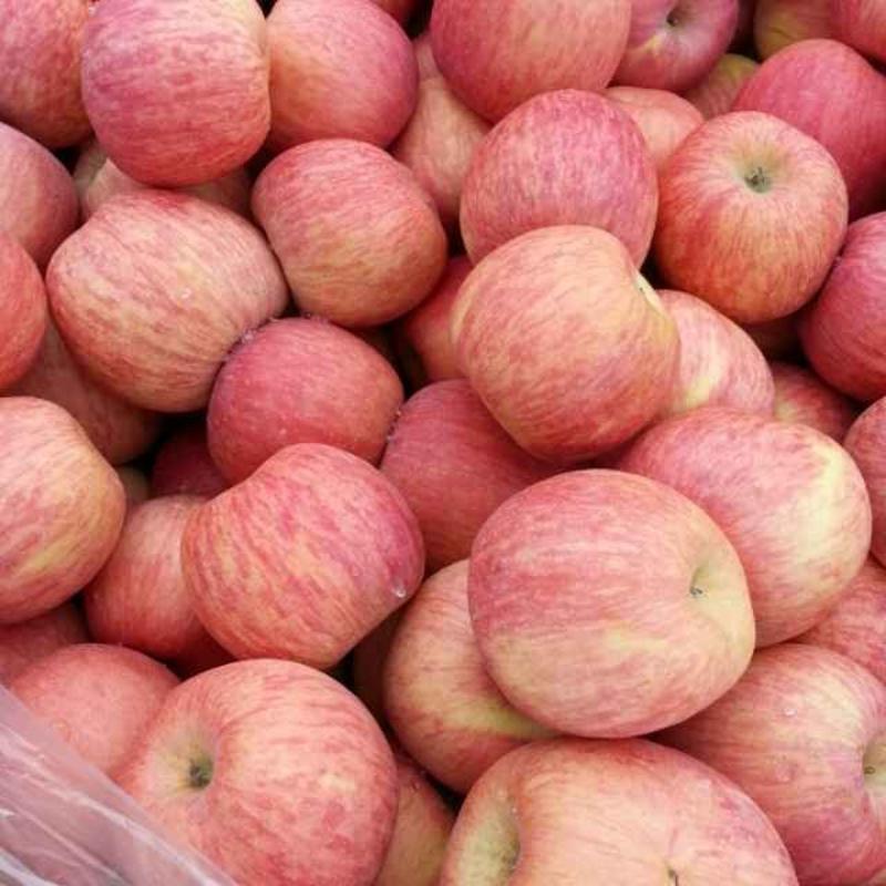 红富士苹果大量批发产地，果园现采摘口感脆甜保证质量