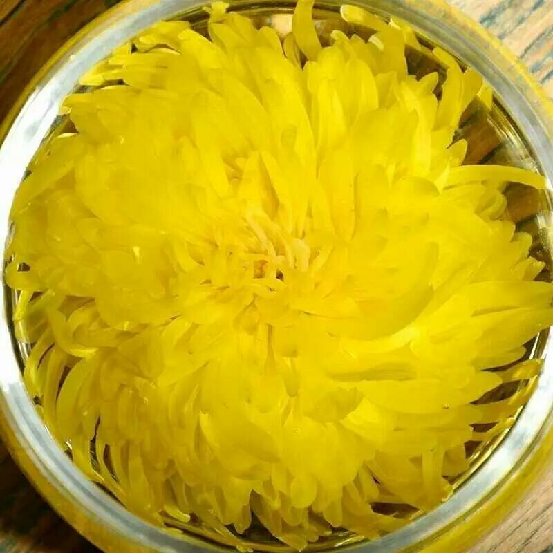 高端菊花种苗