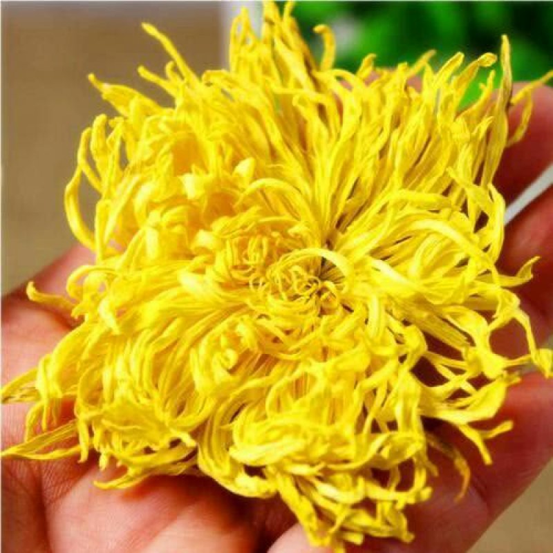 高端菊花种苗