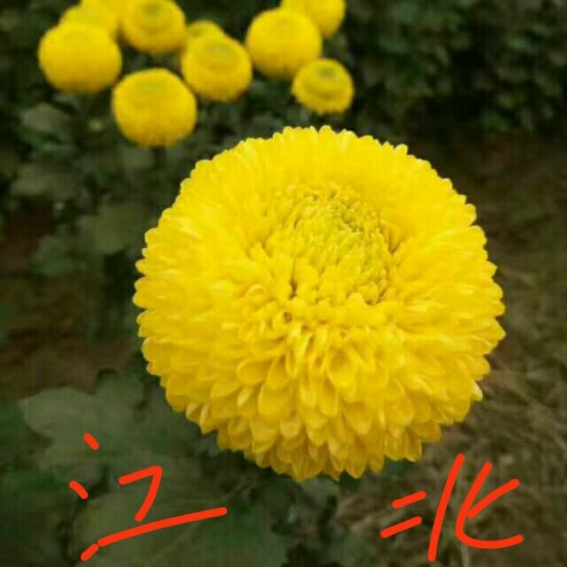 高端菊花种苗