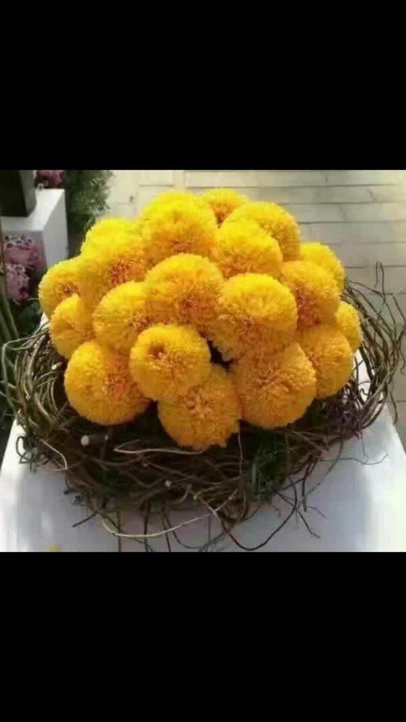 高端菊花种苗