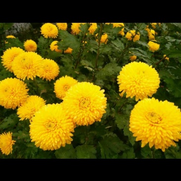 高端菊花种苗