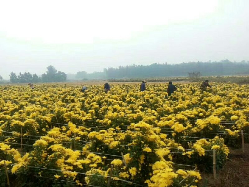 高端菊花种苗