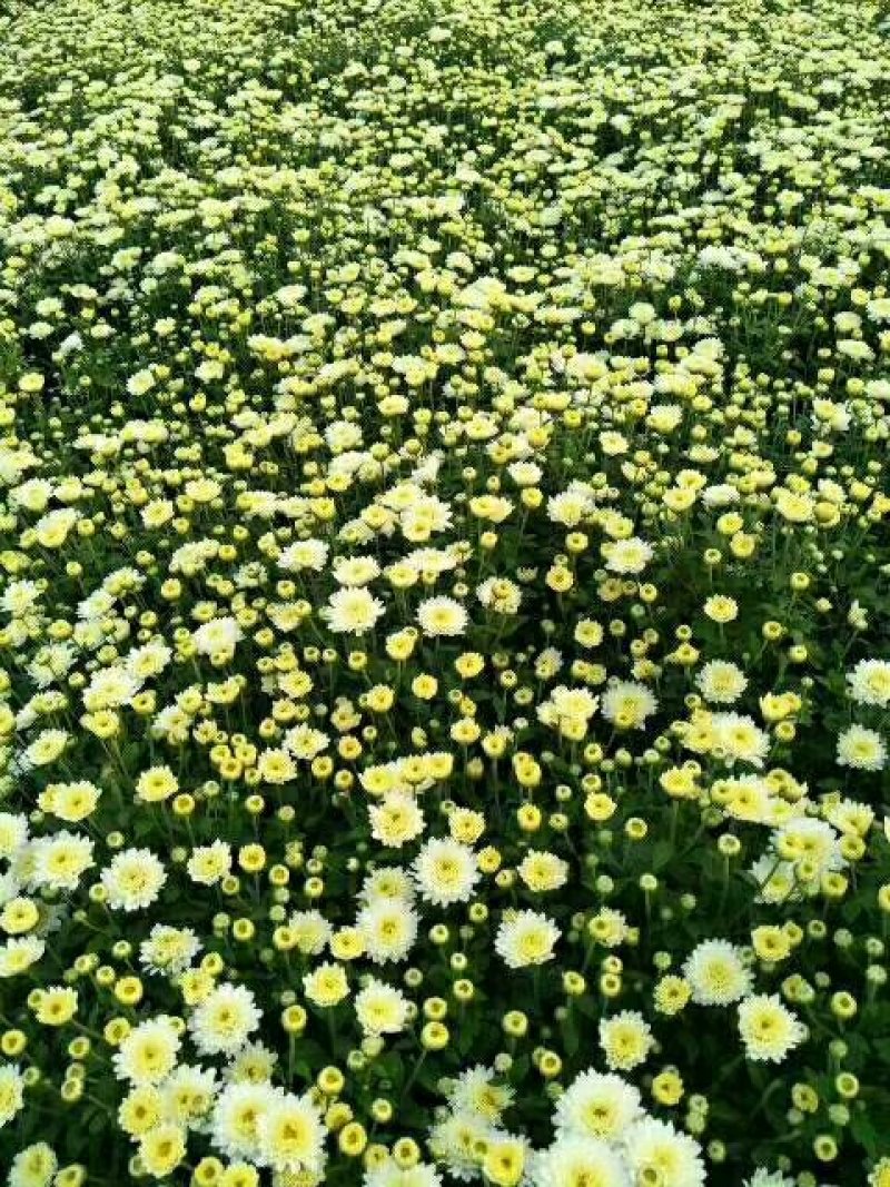 高端菊花种苗