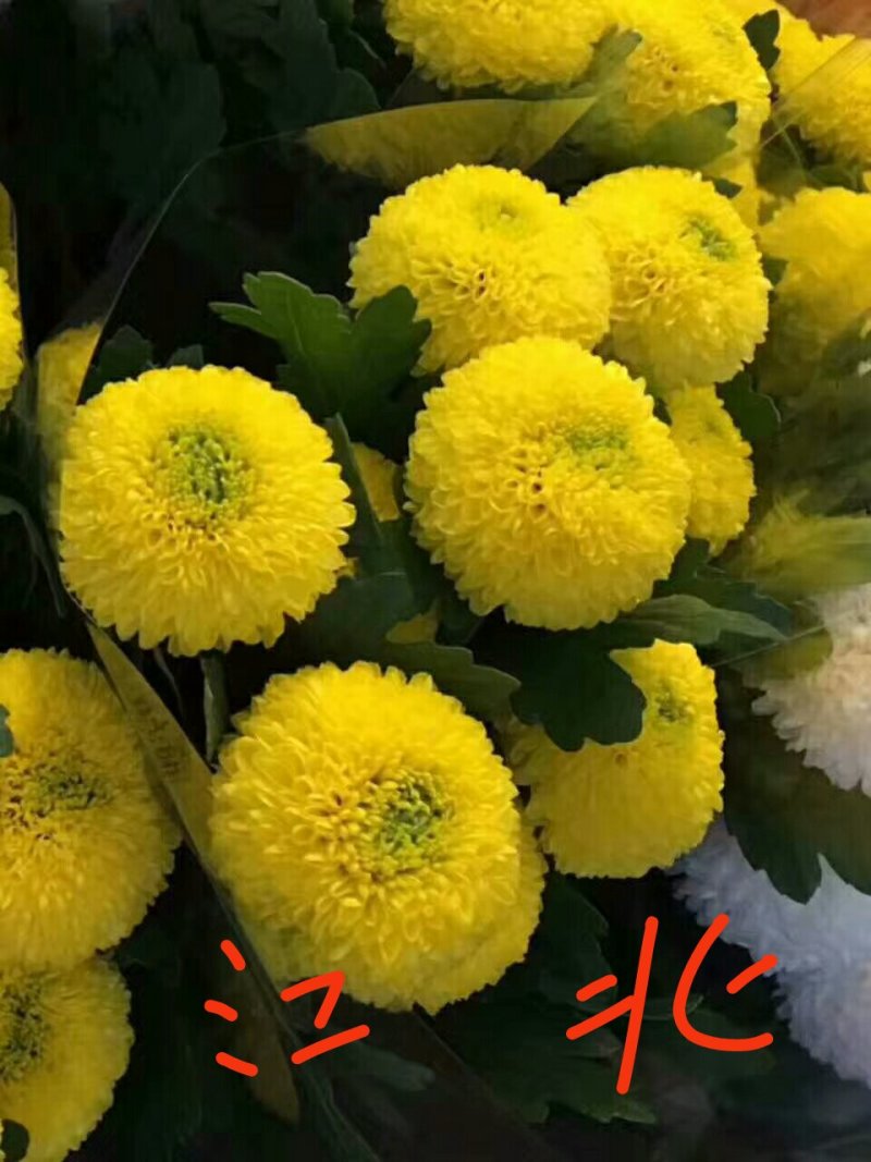 高端菊花种苗