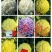 高端菊花种苗