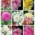高端菊花种苗