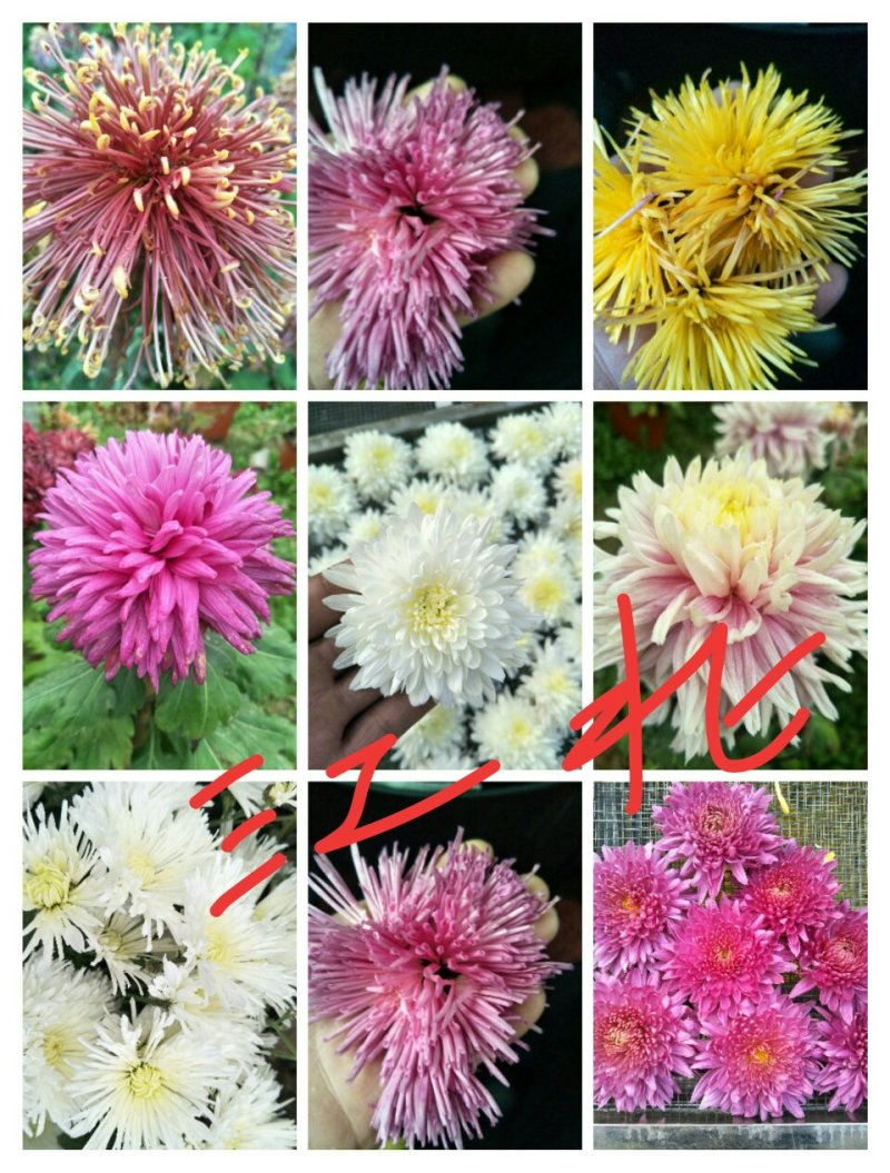 高端菊花种苗