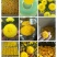 高端菊花种苗