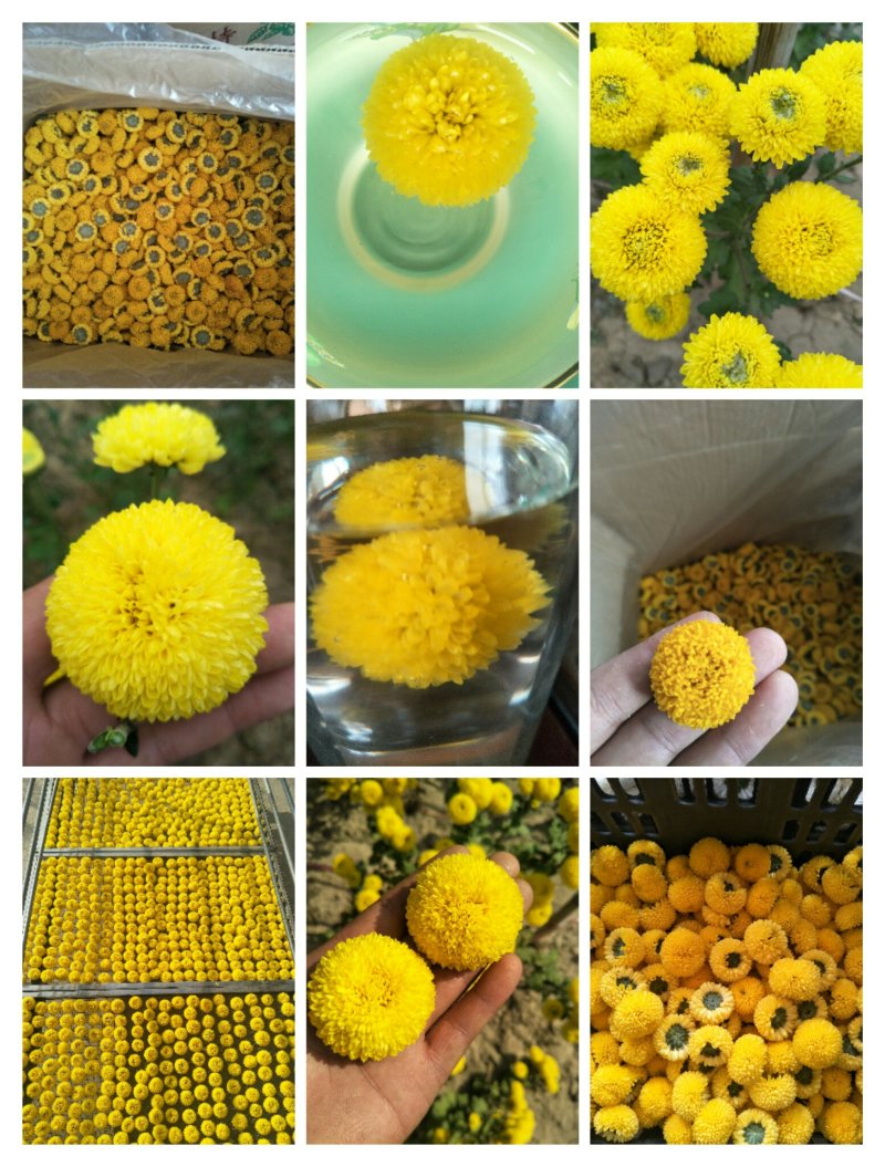 高端菊花种苗