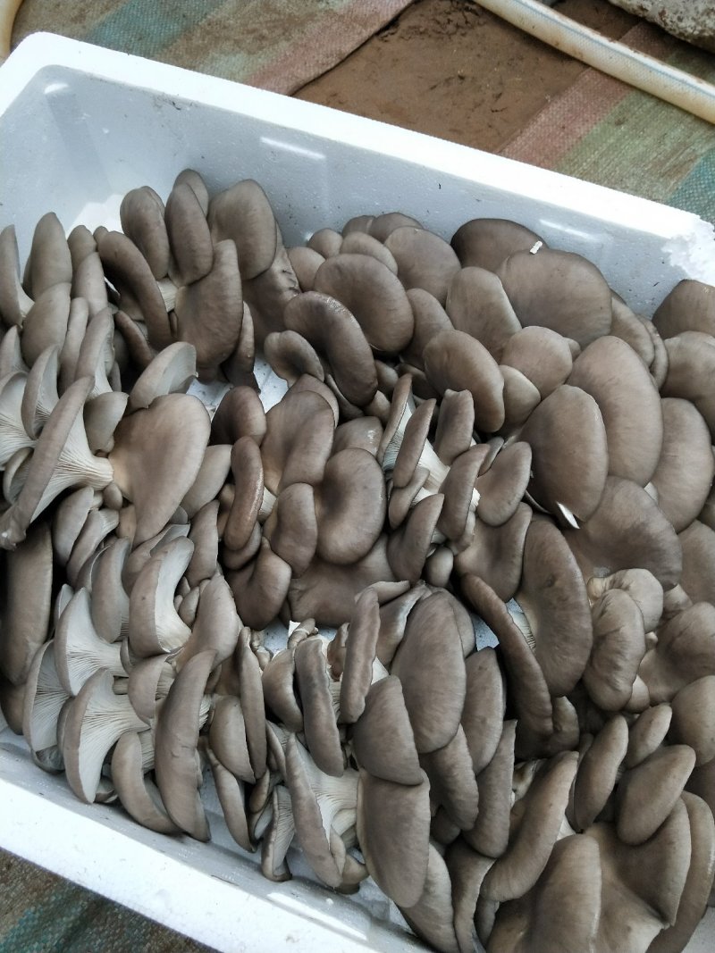 新鲜平菇/实力供货/质优价廉/欢迎来电咨询节日促销