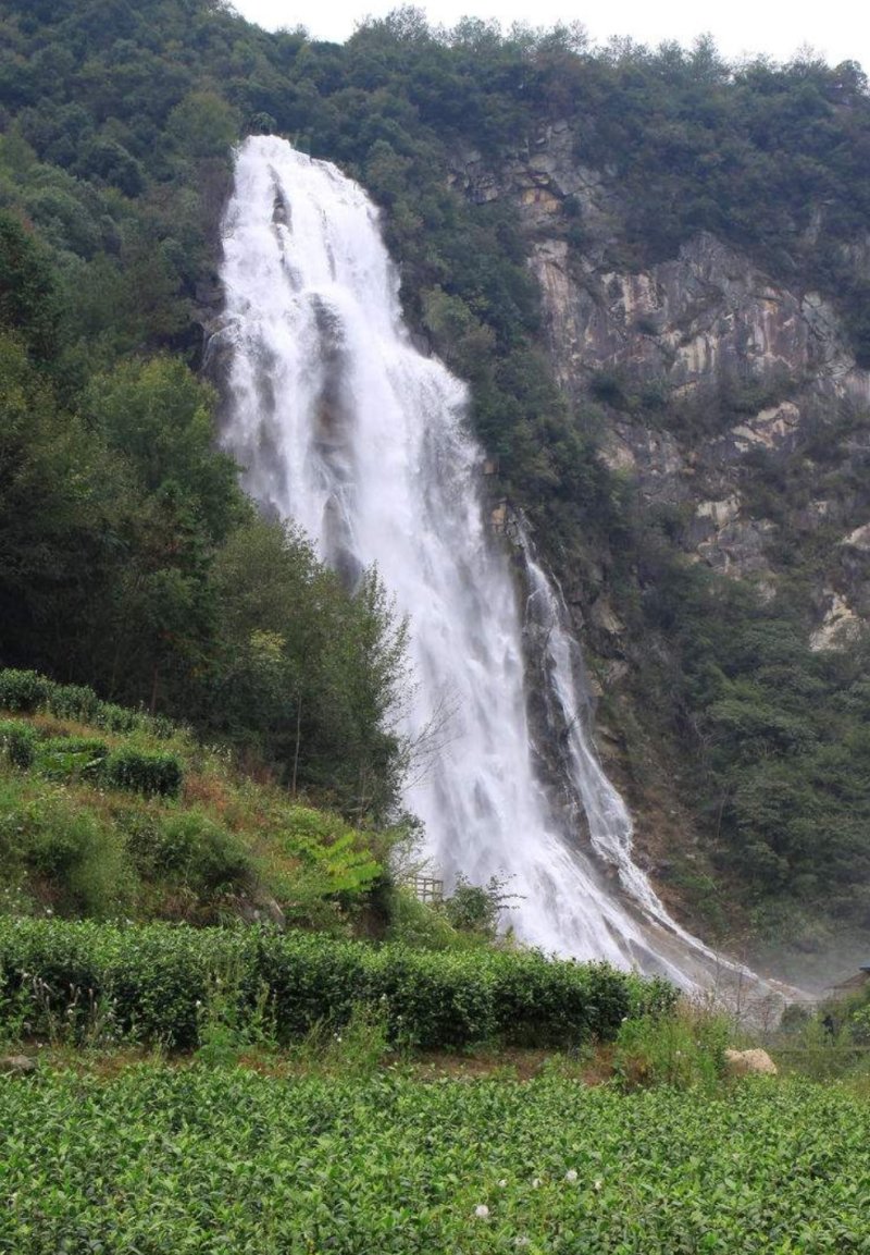 岳西高山茶叶，接客的好茶，香味淳朴，