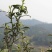 岳西高山茶叶，接客的好茶，香味淳朴，