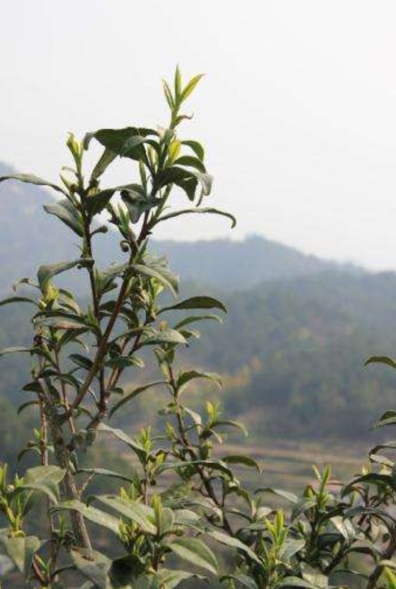 岳西高山茶叶，接客的好茶，香味淳朴，