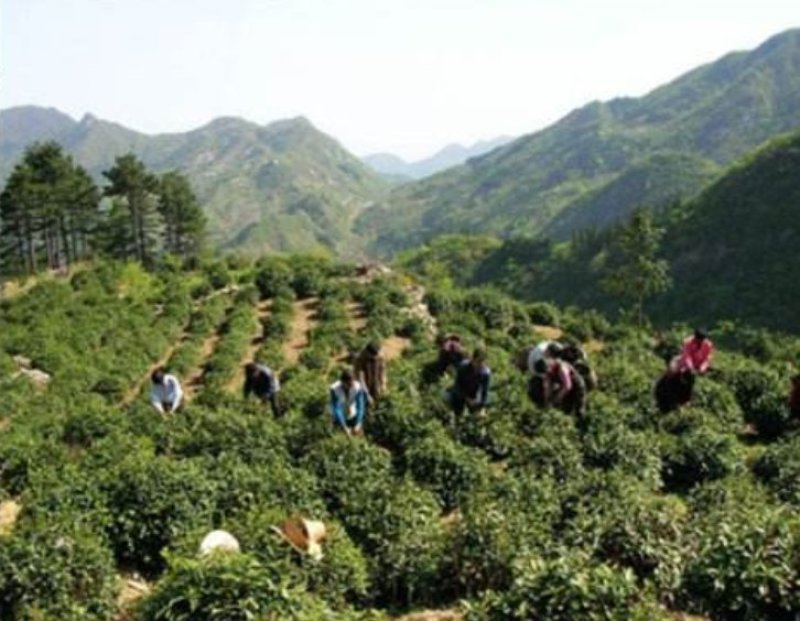 岳西高山茶叶，接客的好茶，香味淳朴，