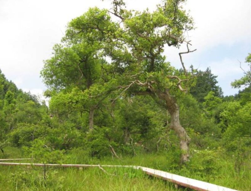 岳西高山茶叶，接客的好茶，香味淳朴，