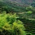 岳西高山茶叶，接客的好茶，香味淳朴，