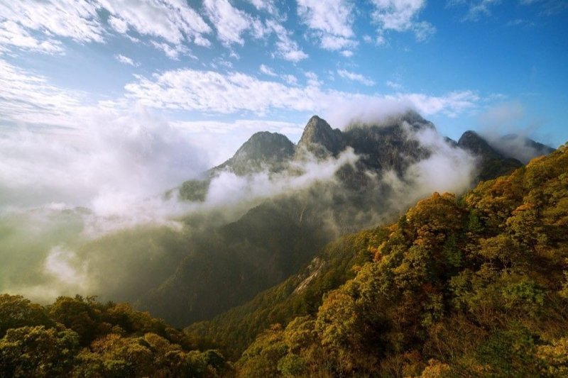 岳西高山茶叶，接客的好茶，香味淳朴，