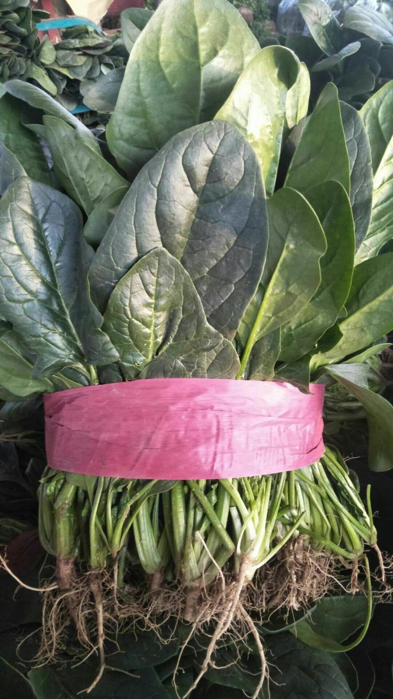 河南菠菜大叶菠菜小叶菠菜品种齐全产地直发质量保证