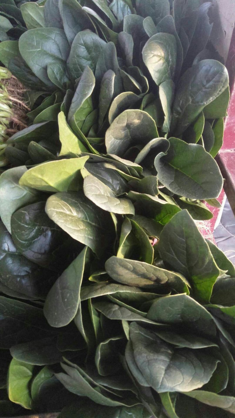 河南菠菜大叶菠菜小叶菠菜品种齐全产地直发质量保证