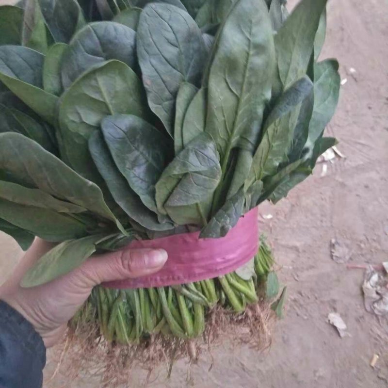 河南菠菜大叶菠菜小叶菠菜品种齐全产地直发质量保证