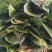 河南菠菜大叶菠菜小叶菠菜品种齐全产地直发质量保证
