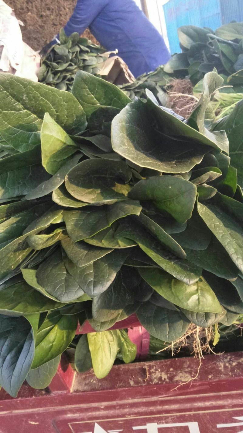 河南菠菜大叶菠菜小叶菠菜品种齐全产地直发质量保证