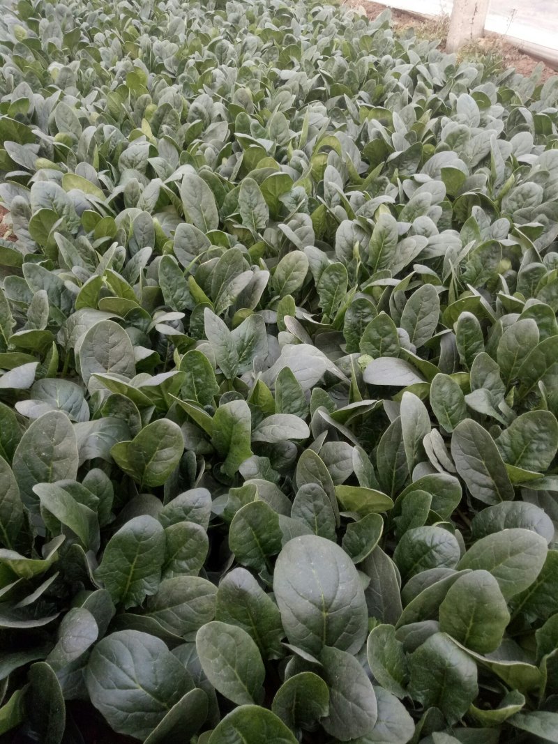 河南菠菜大叶菠菜小叶菠菜品种齐全产地直发质量保证